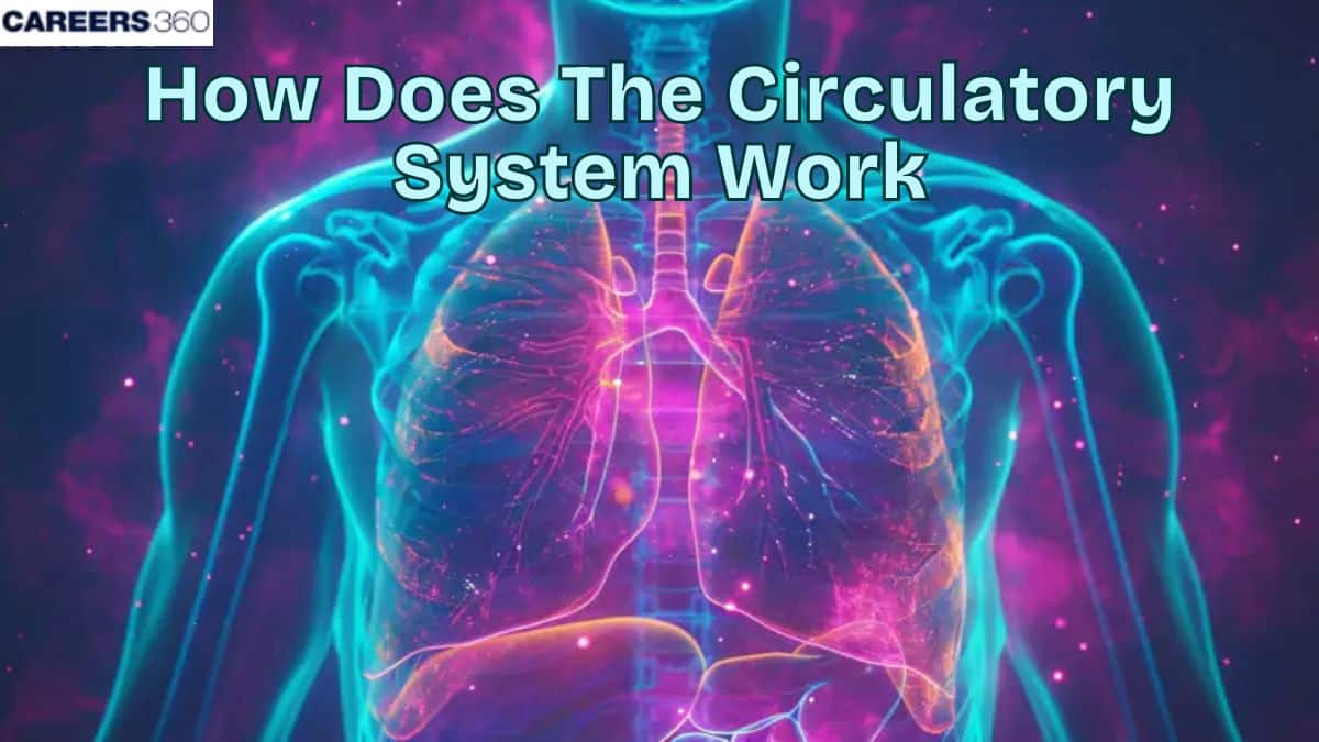 How Does The Circulatory System Work: Diagram, Steps, Function